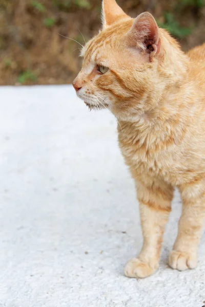 카메라를 귀여운 코르시카 고양이 — 스톡 사진