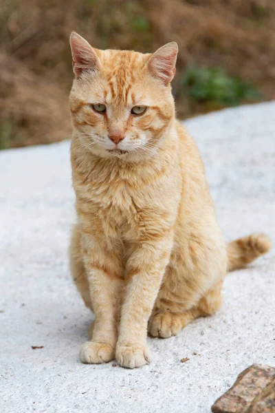 Söt Brun Korsikansk Katt Tittar Kameran — Stockfoto