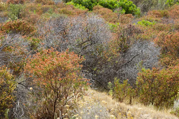 Calvi Corsica Mediterranean Sea Hottentot Fig — Φωτογραφία Αρχείου