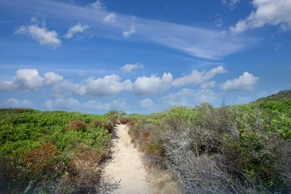 Akdeniz 'deki Calvi Korsika, Hottentot-incir 