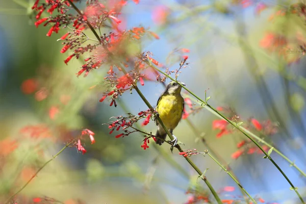 Koliber Trynidadu Tobago Szukają Pożywienia — Zdjęcie stockowe