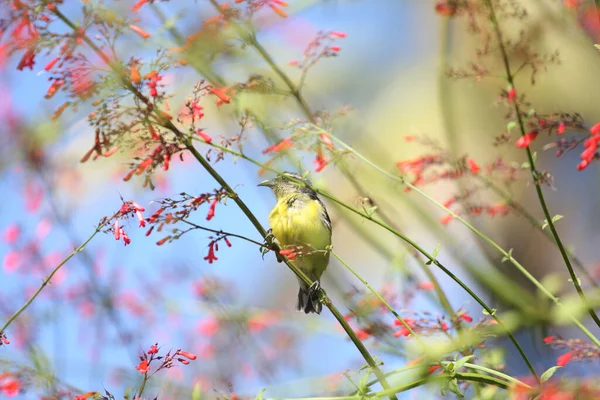 Hummingbird Trinidad Och Tobago Letar Efter Mat — Stockfoto