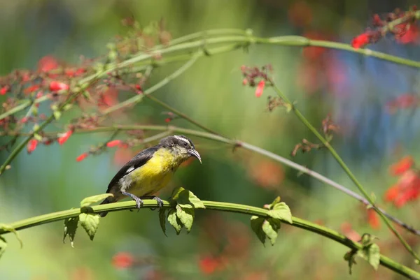 Hummingbird Trinidad Och Tobago Letar Efter Mat — Stockfoto