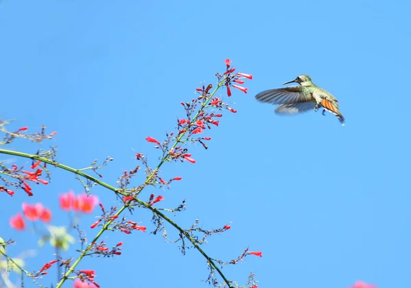 Kolibri Von Trinidad Und Tobago Auf Nahrungssuche — Stockfoto