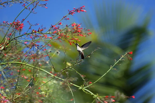 トリニダード島とトバゴのハチドリが食べ物を探しています — ストック写真