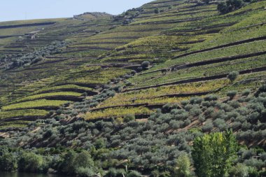 Wineyards Douro Vadisi Portekiz Douro Nehri 'nden ve trenden Porto' ya
