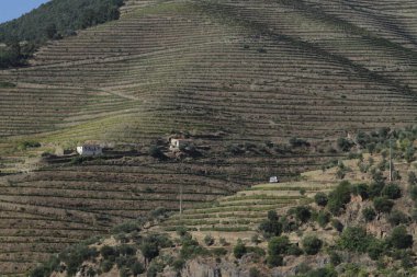Wineyards Douro Vadisi Portekiz Douro Nehri 'nden ve trenden Porto' ya