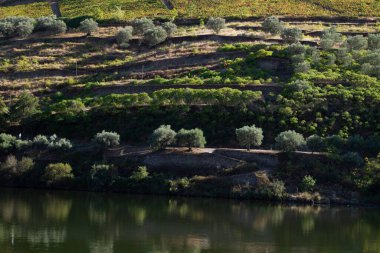 Wineyards Douro Vadisi Portekiz Douro Nehri 'nden ve trenden Porto' ya