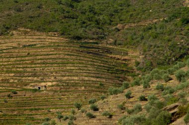 Wineyards Douro Vadisi Portekiz Douro Nehri 'nden ve trenden Porto' ya