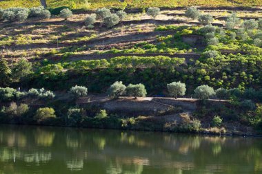 Wineyards Douro Vadisi Portekiz Douro Nehri 'nden ve trenden Porto' ya