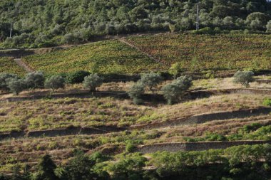Wineyards Douro Vadisi Portekiz Douro Nehri 'nden ve trenden Porto' ya