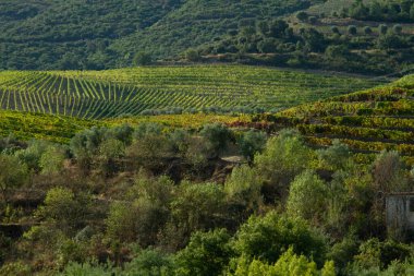 Wineyards Douro Vadisi Portekiz Douro Nehri 'nden ve trenden Porto' ya