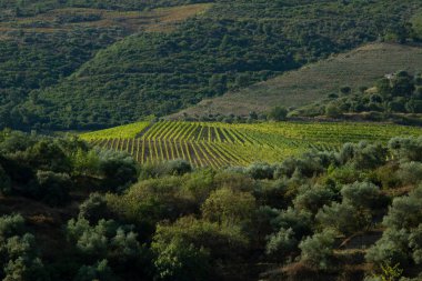 Wineyards Douro Vadisi Portekiz Douro Nehri 'nden ve trenden Porto' ya