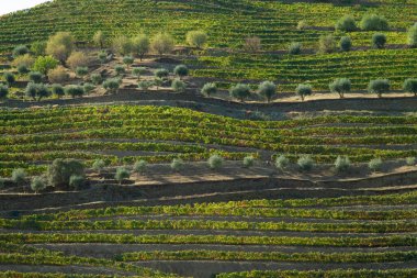 Wineyards Douro Vadisi Portekiz Douro Nehri 'nden ve trenden Porto' ya