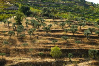 Wineyards Douro Vadisi Portekiz Douro Nehri 'nden ve trenden Porto' ya