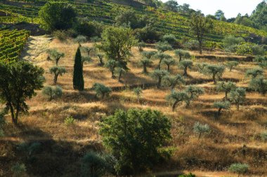 Wineyards Douro Vadisi Portekiz Douro Nehri 'nden ve trenden Porto' ya