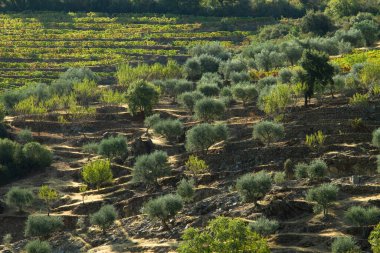 Wineyards Douro Vadisi Portekiz Douro Nehri 'nden ve trenden Porto' ya