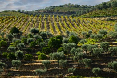 Wineyards Douro Vadisi Portekiz Douro Nehri 'nden ve trenden Porto' ya