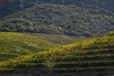 Wineyards Douro Vadisi Portekiz Douro Nehri 'nden ve trenden Porto' ya