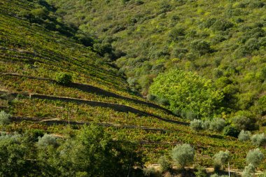 Wineyards Douro Vadisi Portekiz Douro Nehri 'nden ve trenden Porto' ya
