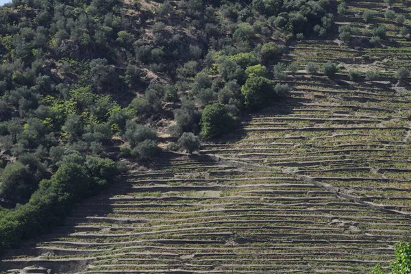 Viñedos Valle Del Duero Portugal Desde Río Duero Desde Tren —  Fotos de Stock