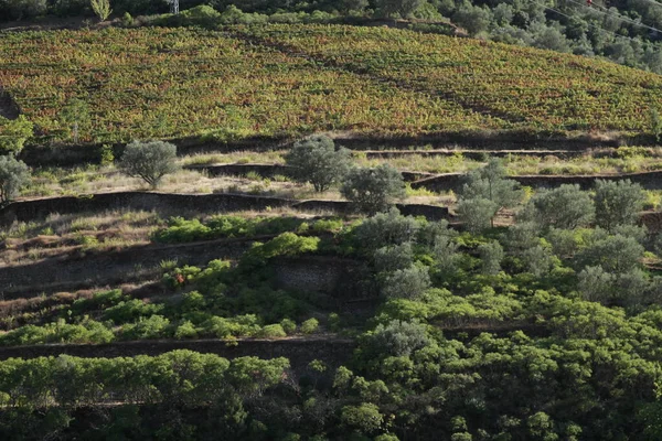Wineyards Douro Vadisi Portekiz Douro Nehri 'nden ve trenden Porto' ya