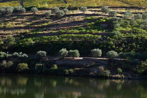 Wineyards Douro Valley Πορτογαλία Από Τον Ποταμό Douro Και Από — Φωτογραφία Αρχείου