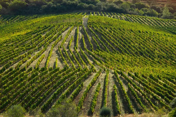 Viñedos Valle Del Duero Portugal Desde Río Duero Desde Tren — Foto de Stock