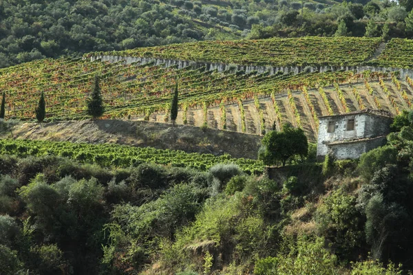 Wijngaarden Douro Valley Portugal Van Rivier Douro Van Trein Naar — Stockfoto