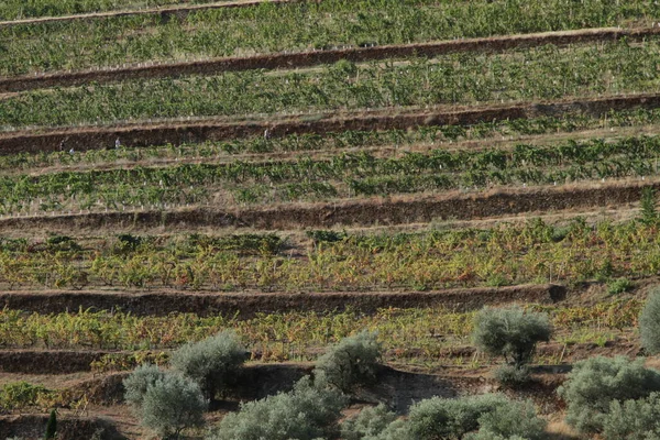 Viñedos Valle Del Duero Portugal Desde Río Duero Desde Tren —  Fotos de Stock