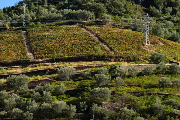 Viñedos Valle Del Duero Portugal Desde Río Duero Desde Tren —  Fotos de Stock