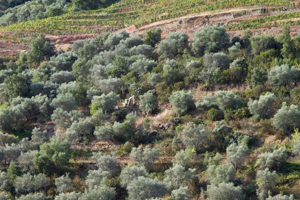 Viñedos Valle Del Duero Portugal Desde Río Duero Desde Tren — Foto de Stock