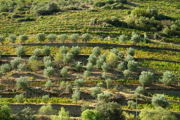 Viñedos Valle Del Duero Portugal Desde Río Duero Desde Tren — Foto de Stock