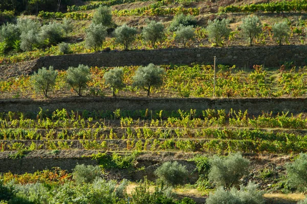 Viñedos Valle Del Duero Portugal Desde Río Duero Desde Tren — Foto de Stock