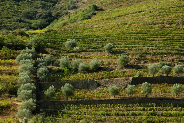 Winnice Douro Valley Portugalia Rzeki Douro Pociągu Porto — Zdjęcie stockowe