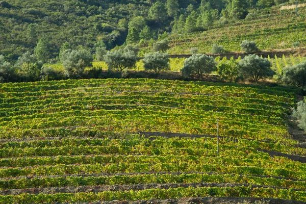 Viñedos Valle Del Duero Portugal Desde Río Duero Desde Tren —  Fotos de Stock