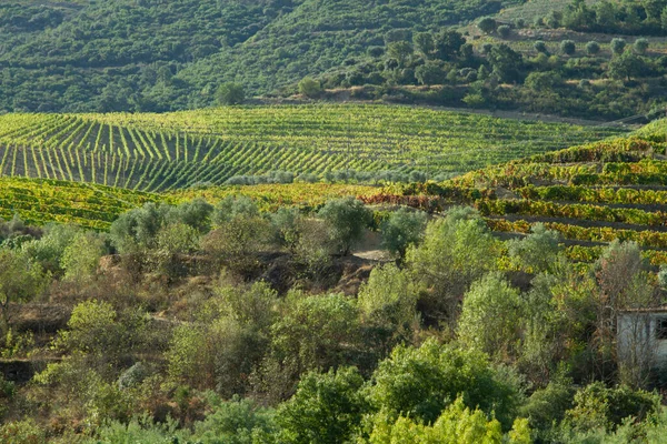 Wineyards Douro Vadisi Portekiz Douro Nehri 'nden ve trenden Porto' ya