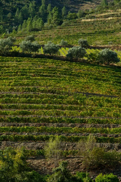 Wineyards Douro Vadisi Portekiz Douro Nehri 'nden ve trenden Porto' ya