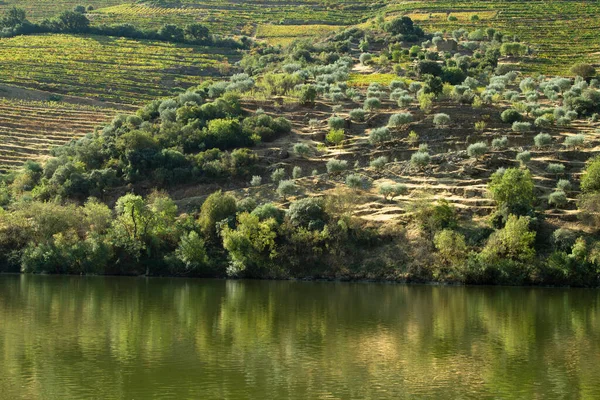 Wineyards Douro Vadisi Portekiz Douro Nehri 'nden ve trenden Porto' ya