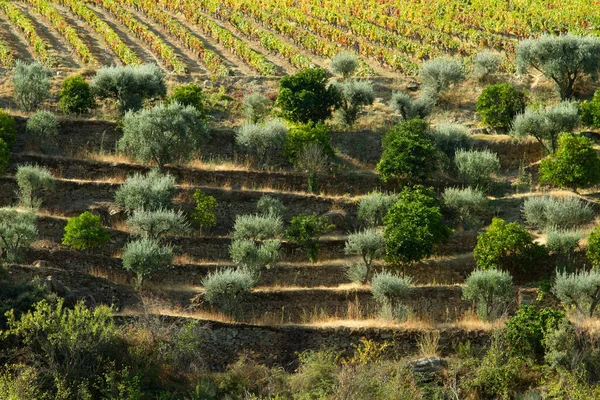 Viñedos Valle Del Duero Portugal Desde Río Duero Desde Tren — Foto de Stock