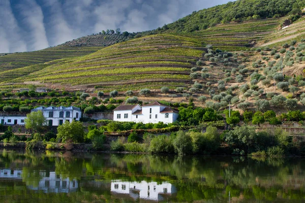 Wijngaarden Douro Valley Portugal Van Rivier Douro Van Trein Naar — Stockfoto