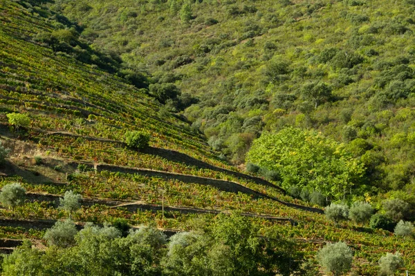 Viñedos Valle Del Duero Portugal Desde Río Duero Desde Tren — Foto de Stock