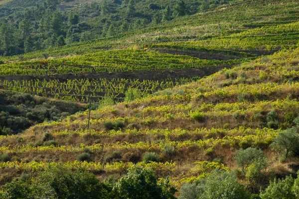 Viñedos Valle Del Duero Portugal Desde Río Duero Desde Tren — Foto de Stock