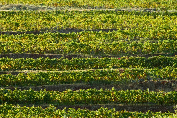 Viñedos Valle Del Duero Portugal Desde Río Duero Desde Tren — Foto de Stock