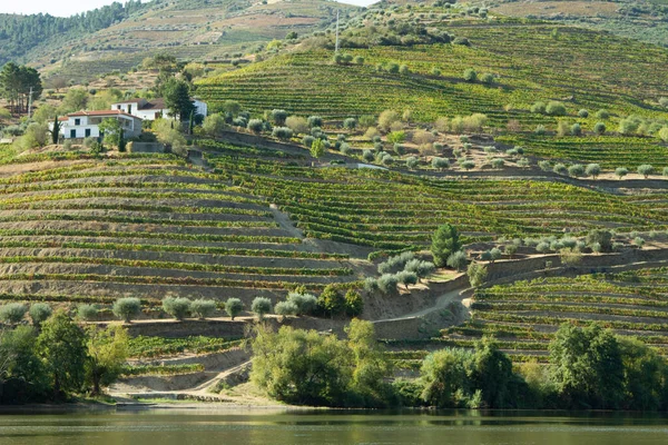 Wineyards Douro Vadisi Portekiz Douro Nehri 'nden ve trenden Porto' ya