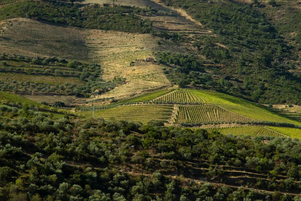 Wineyards Douro Vadisi Portekiz Douro Nehri 'nden ve trenden Porto' ya