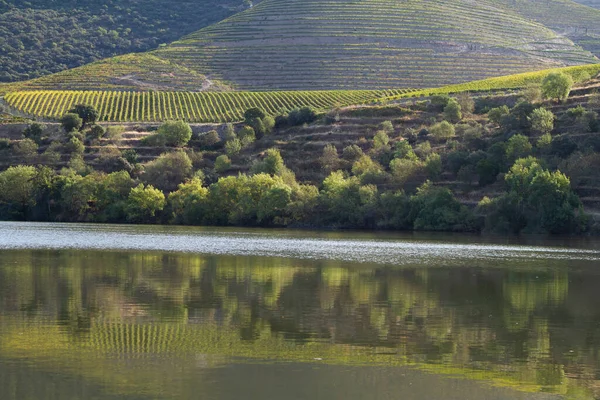 Douro Valley Portugal Vanaf Een Boot Rivier Geschoten Uitzicht Wijngaard — Stockfoto