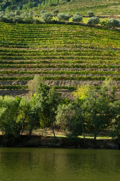 Douro Valley Portugalia Strzał Łodzi Pływających Rzece Widok Winnicę — Zdjęcie stockowe