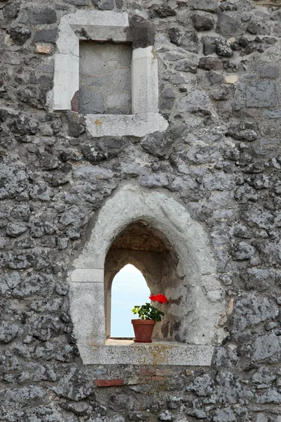 Flor en la ventana — Foto de Stock