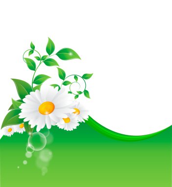 Papatya çiçeğinin vektör illüstrasyonu